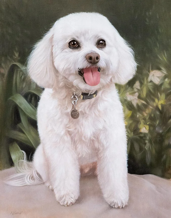 Lulu: Bichon Frise dog oil painting by Nicholas Beall Oil painting of Lulu, a Bichon Frise dog, by Nicholas Beall