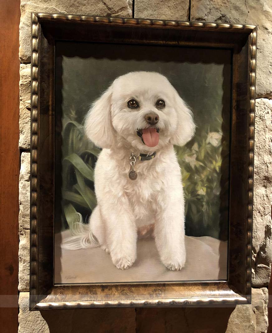 Bichon Frise Pet Portraits