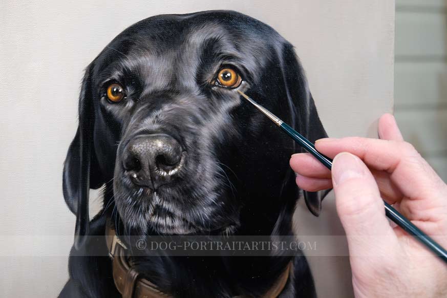 Black Labrador Dog Portraits