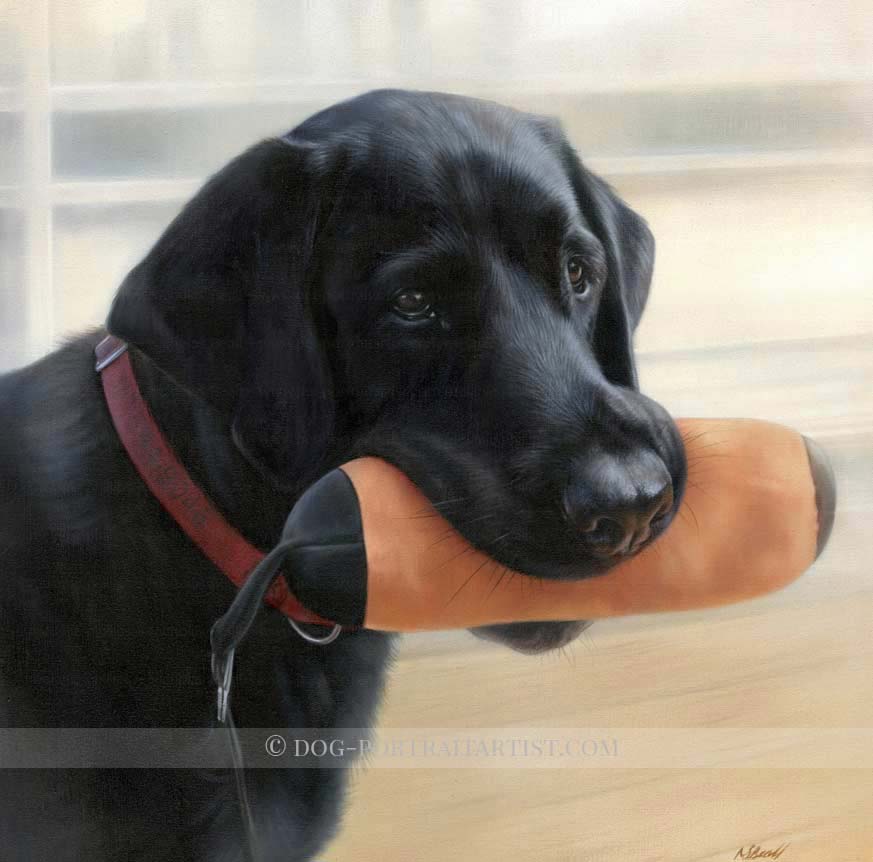 Black Labrador Pet Portraits