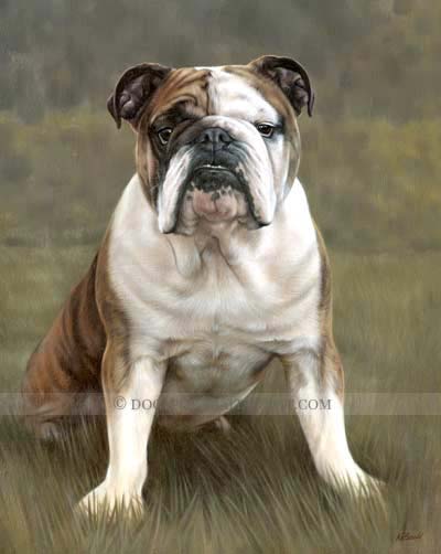 bull dog pet portraits