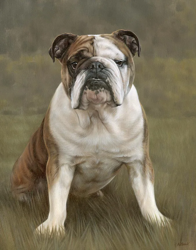 Winston: Bulldog dog oil painting by Nicholas Beall Oil painting of Winston the Bulldog by Nicholas Beall