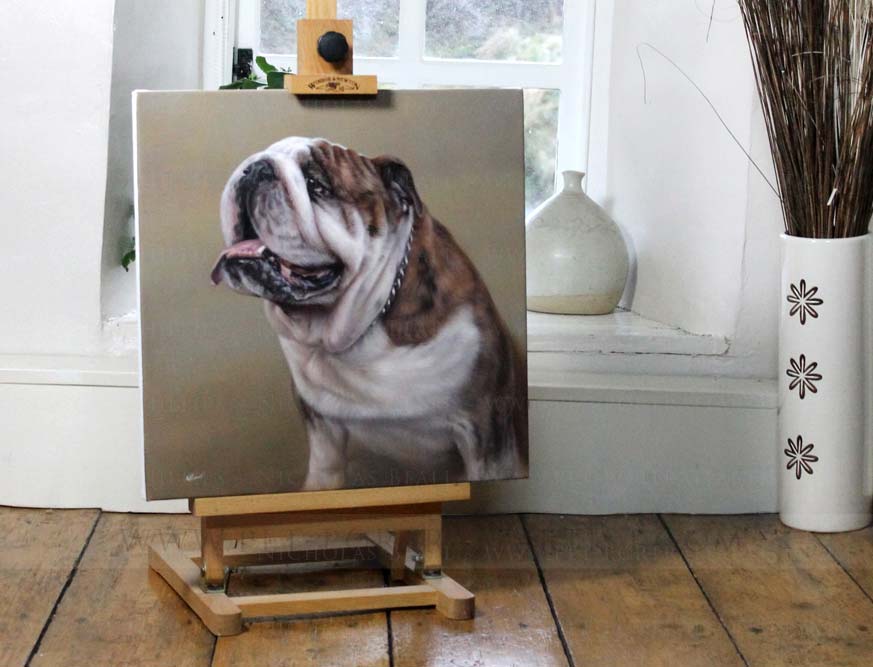 Bull Dog Pet Portraits by Nicholas Beall