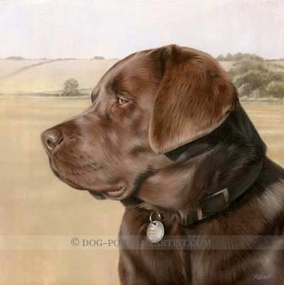 chocolate labrador pet portraits