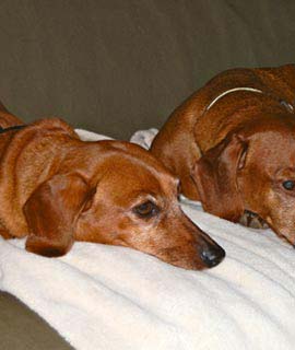 Dachshund photo