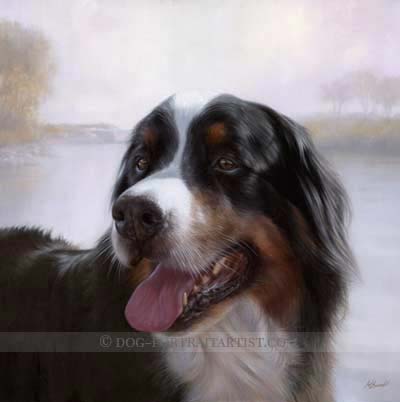 Bernese Mountain Dog Portrait