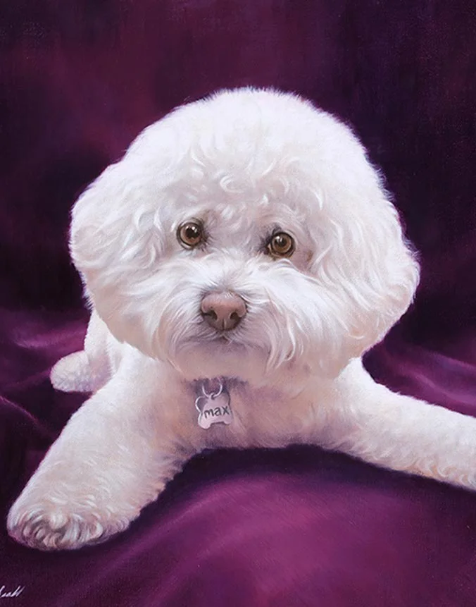 Max: Oil portrait of the Bichon Frise by Nicholas Beall Oil portrait of Max the Bichon Frise dog by Nicholas Beall