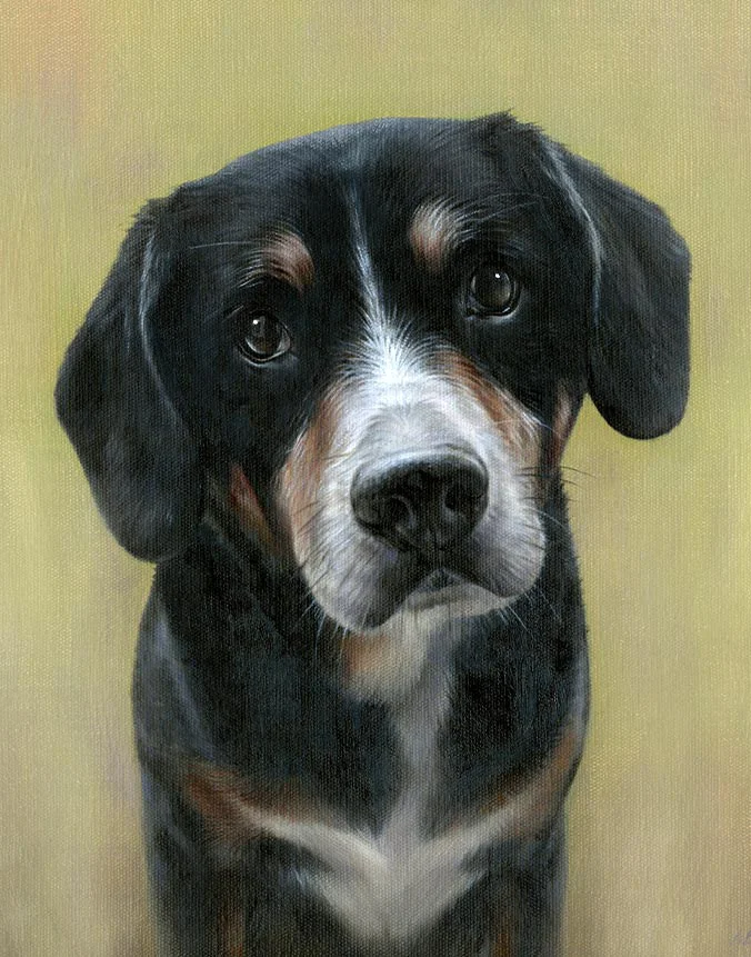 Lance: Oil portrait of the Entlebucher Mountain Dog by Nicholas Beall Oil portrait of Lance the Entlebucher Mountain Dog by Nicholas Beall