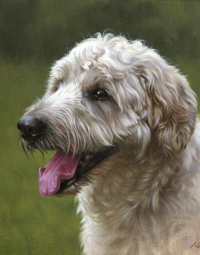 Amber: Oil portrait of the Labradoodle by Nicholas Beall Oil portrait of Amber the Labradoodle by Nicholas Beall