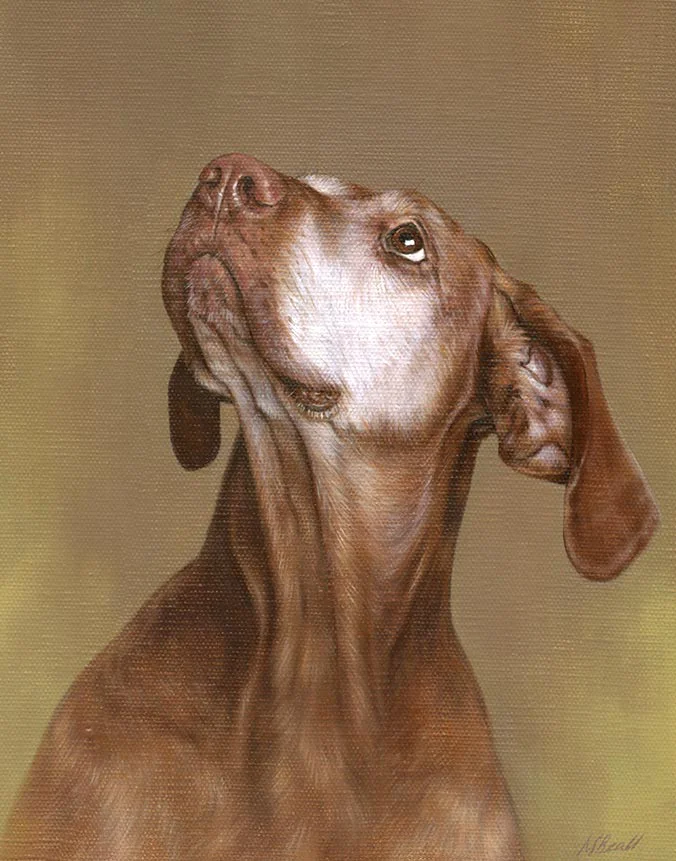Cinega: Oil portrait of the dog by Nicholas Beall Oil portrait of Cinega, a dog, by Nicholas Beall