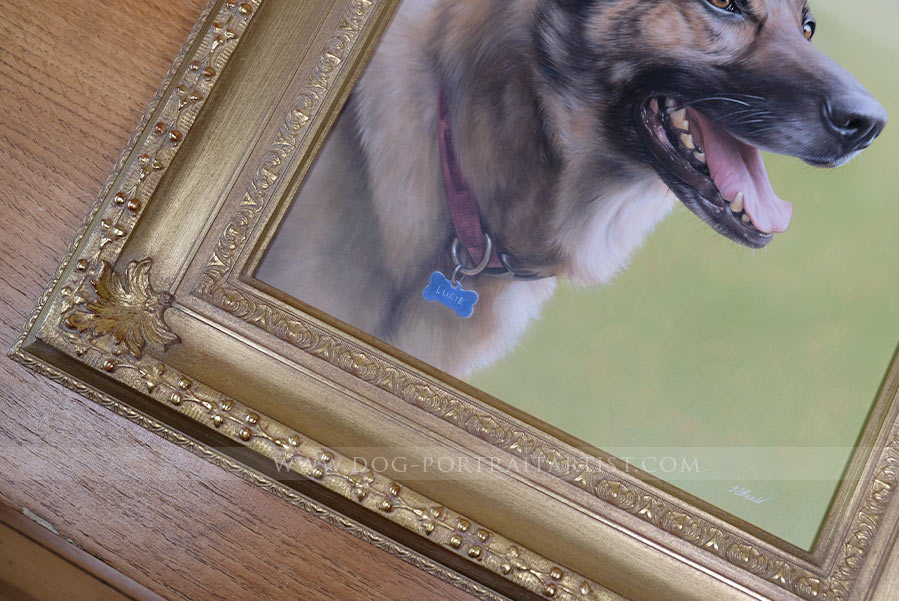 German Shepherd Dog Portrait