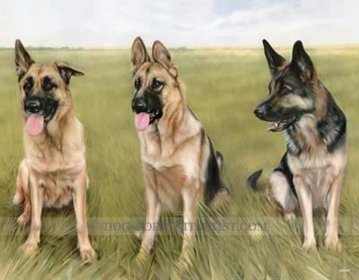 german shepherd portrait