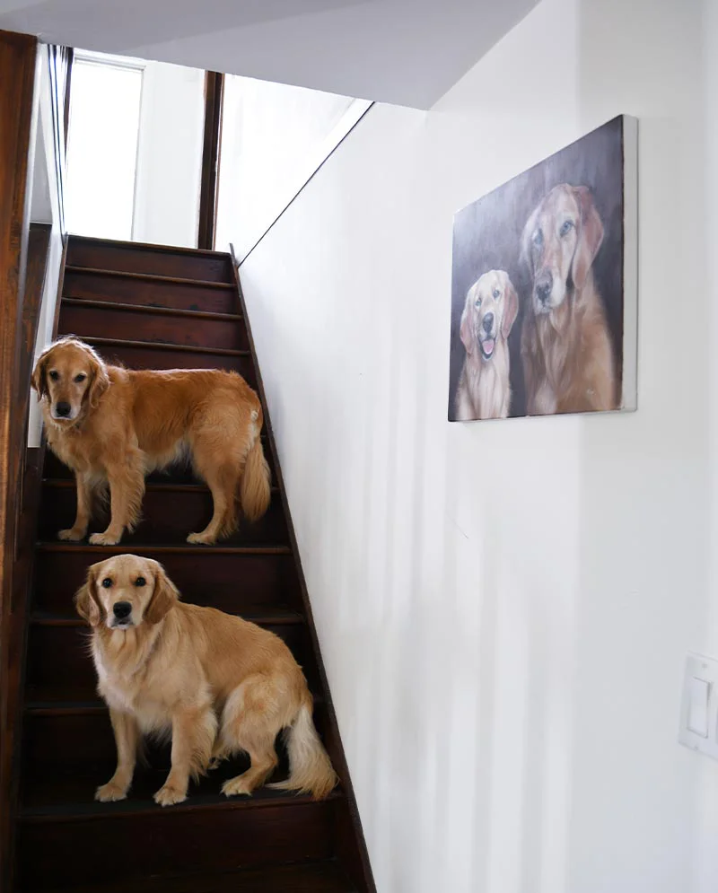 Golden Retriever portrait displayed in the client’s home, showcasing its placement.