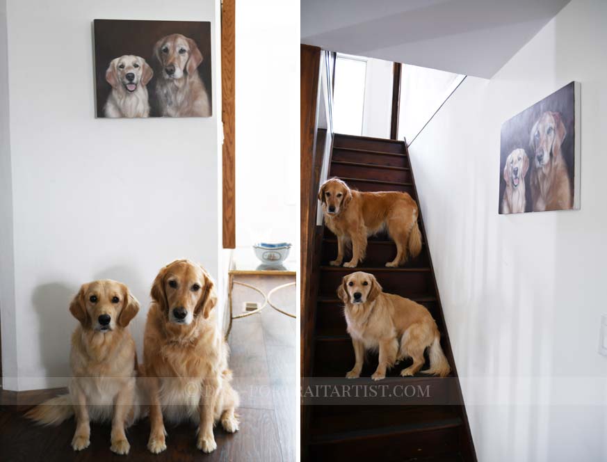 Golden Retriever Pet Portraits