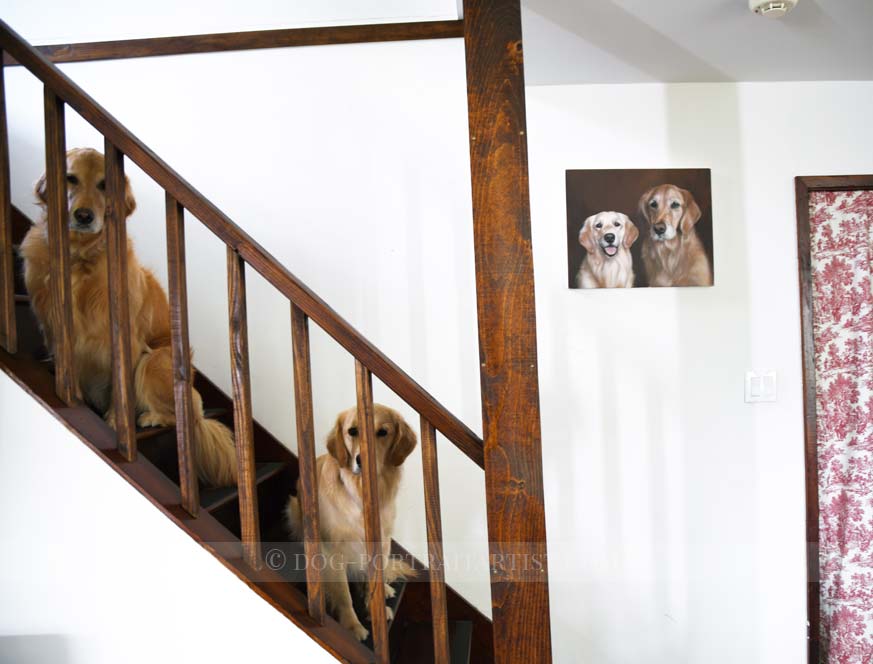 Golden Retriever Pet Portraits