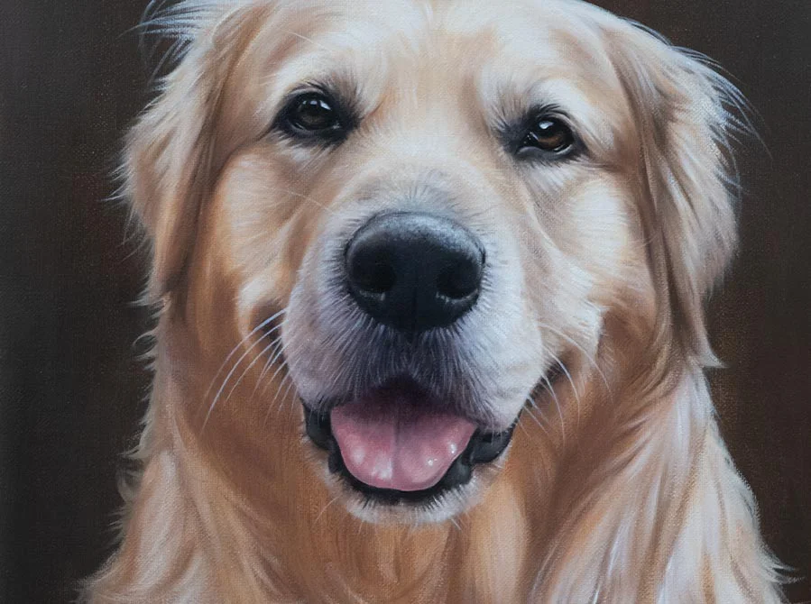 Oil painting of H, a Golden Retriever head portrait, in progress.