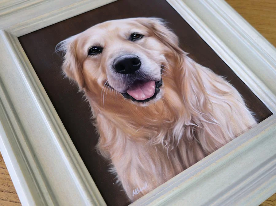 Golden Retriever head study of H, framed and hung on a wall.