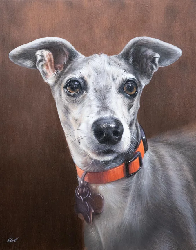 Spyder: Italian Greyhound dog oil painting by Nicholas Beall Oil painting of Spyder, an Italian Greyhound dog, by Nicholas Beall