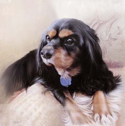 spaniel pet portraits