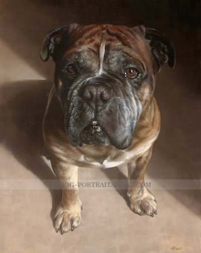 Dog Pet Portraits