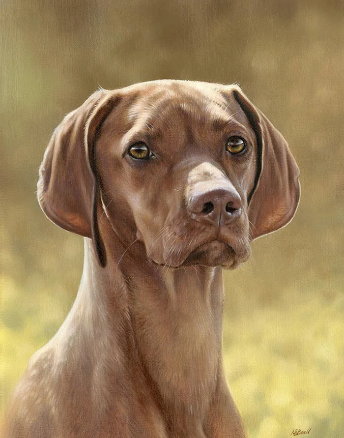 Hattie: Hungarian Vizsla dog oil painting by Nicholas Beall Oil painting of Hattie the Hungarian Vizsla dog by Nicholas Beall
