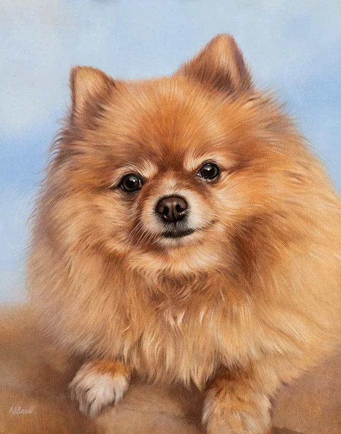 Boo: Pomeranian dog oil painting by Nicholas Beall Oil painting of Boo, a Pomeranian dog, by Nicholas Beall