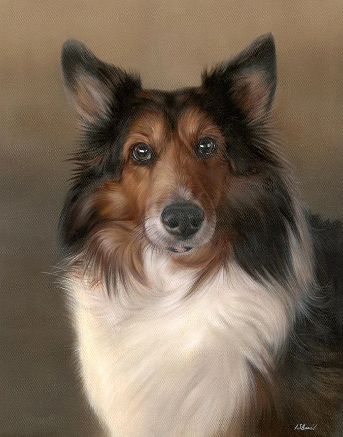 Joey: Sheltie dog oil painting by Nicholas Beall Oil painting of Joey, a Sheltie dog, by Nicholas Beall