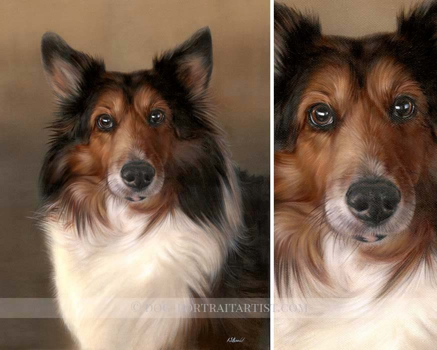 Sheltie Pet Portraits by Nicholas Beall