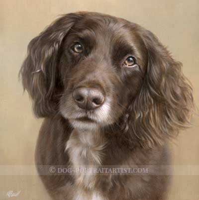 spaniel pet portraits