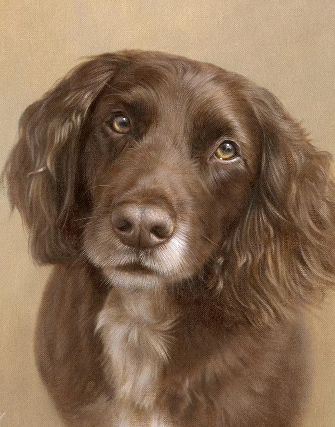 Wilf: Working Cocker Spaniel dog oil painting by Nicholas Beall Oil painting of Wilf, a Working Cocker Spaniel dog, by Nicholas Beall
