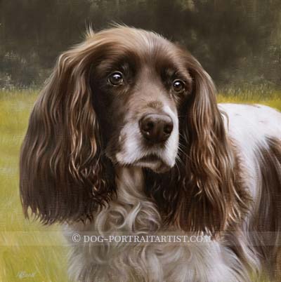 spaniel pet portraits