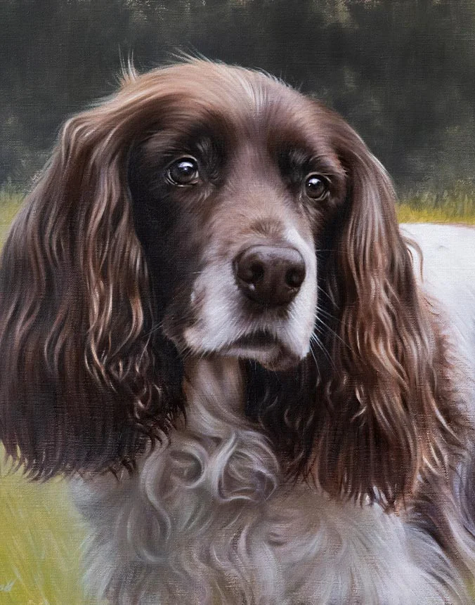 KitKat: Spaniel dog oil painting by Nicholas Beall Oil painting of KitKat the Spaniel dog by Nicholas Beall