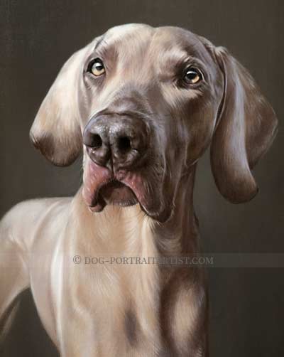 Weimaraner Portrait