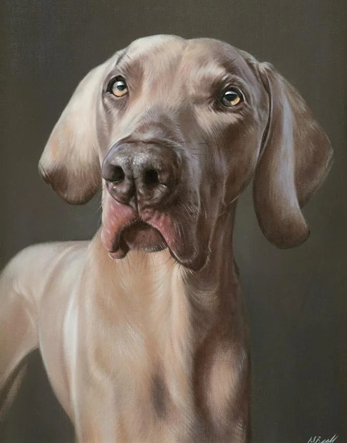 Keo: Weimaraner dog oil painting by Nicholas Beall Oil painting of Keo the Weimaraner dog by Nicholas Beall