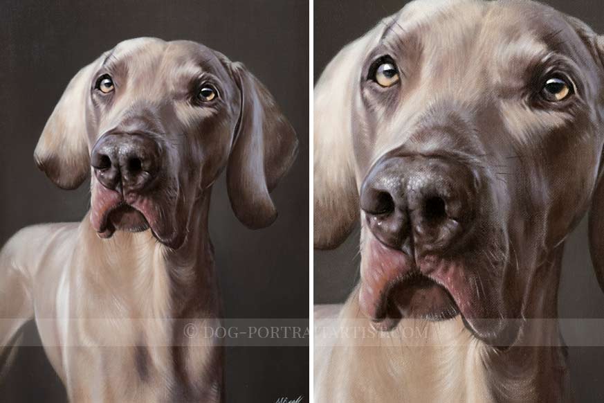 Weimaraner Portrait