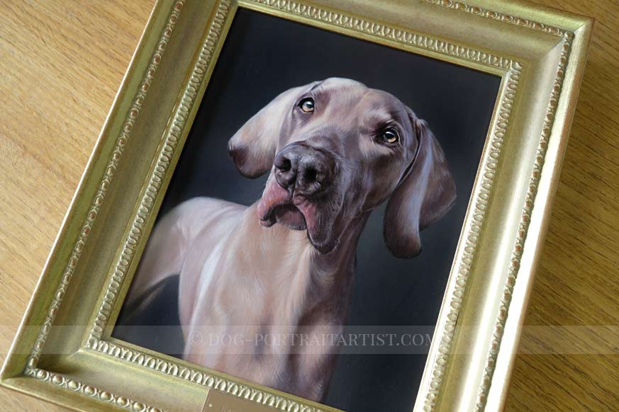 Weimaraner Portrait Framed