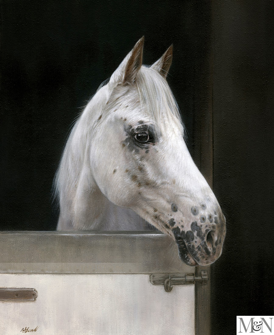 Equine Portraits