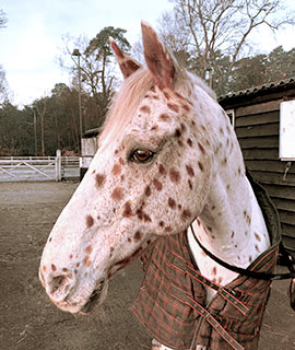 horse portraits reference photos