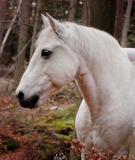 horse portraits reference photos