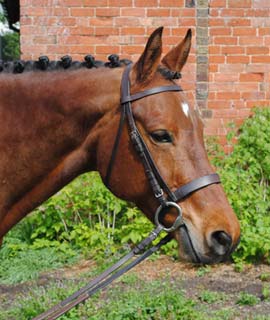 horse portraits reference photos