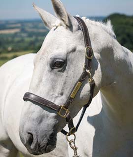 horse portraits reference photos