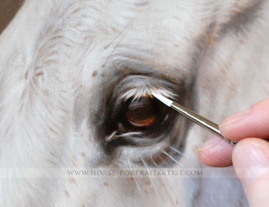 Horse Portraits in Detail