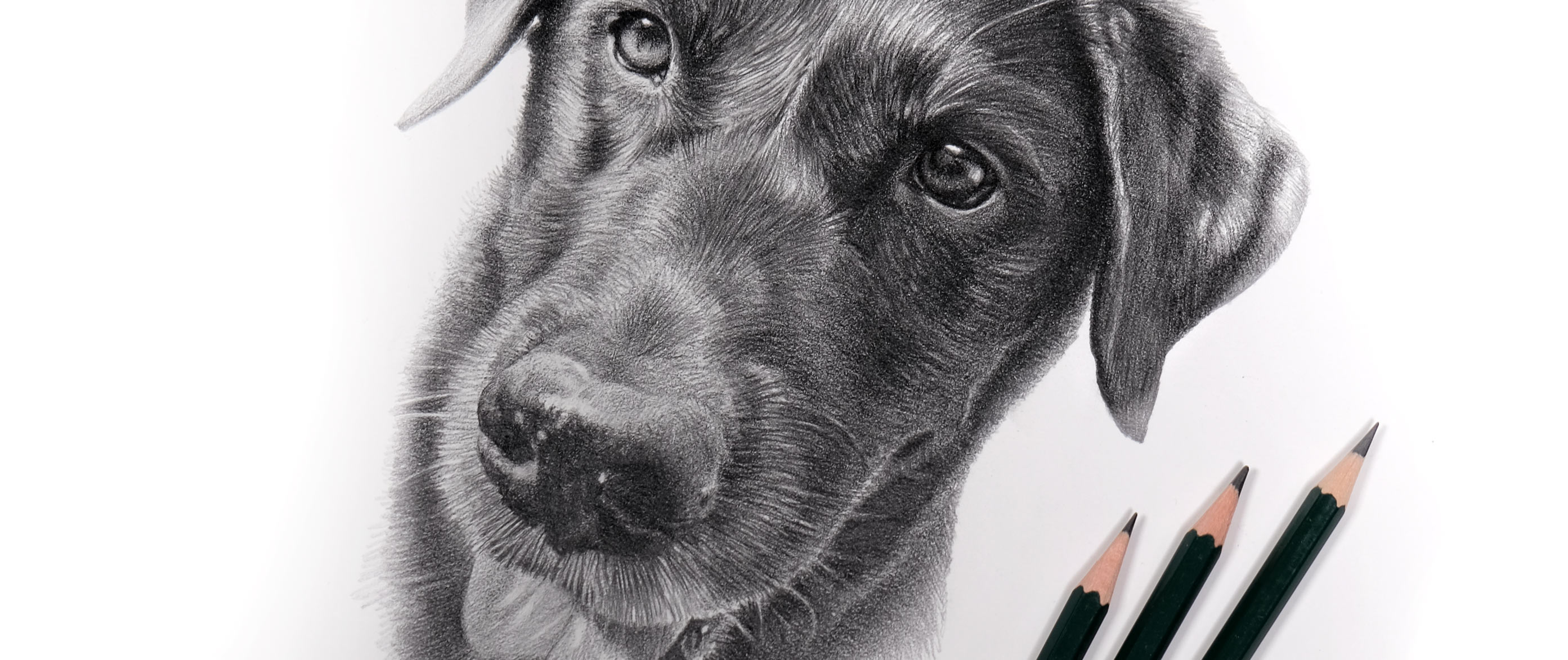 Information on commissioning a custom pet portrait, pricing, and process.