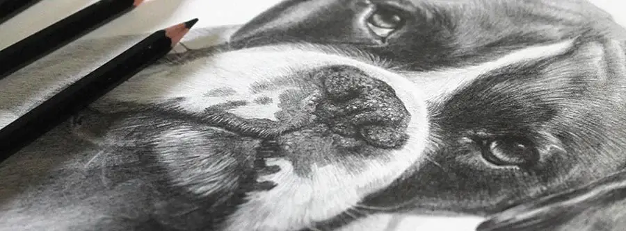 How the pet portrait commissioning process works, by Nicholas and Melanie. The 6 steps of commissioning a pet portrait, from photo selection to delivery.