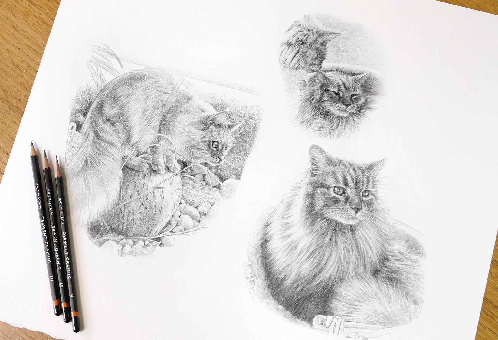 Archie and Roly — two cats in one Life Story pencil portrait by Melanie Phillips