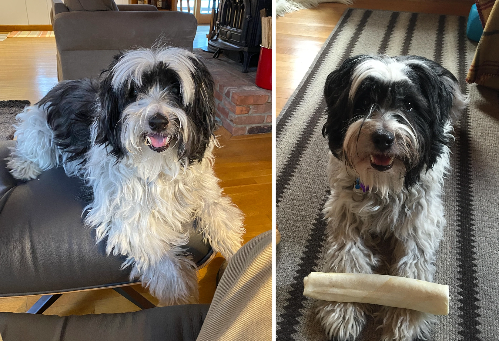 Send all of the photos you have of your pets if they have passed away