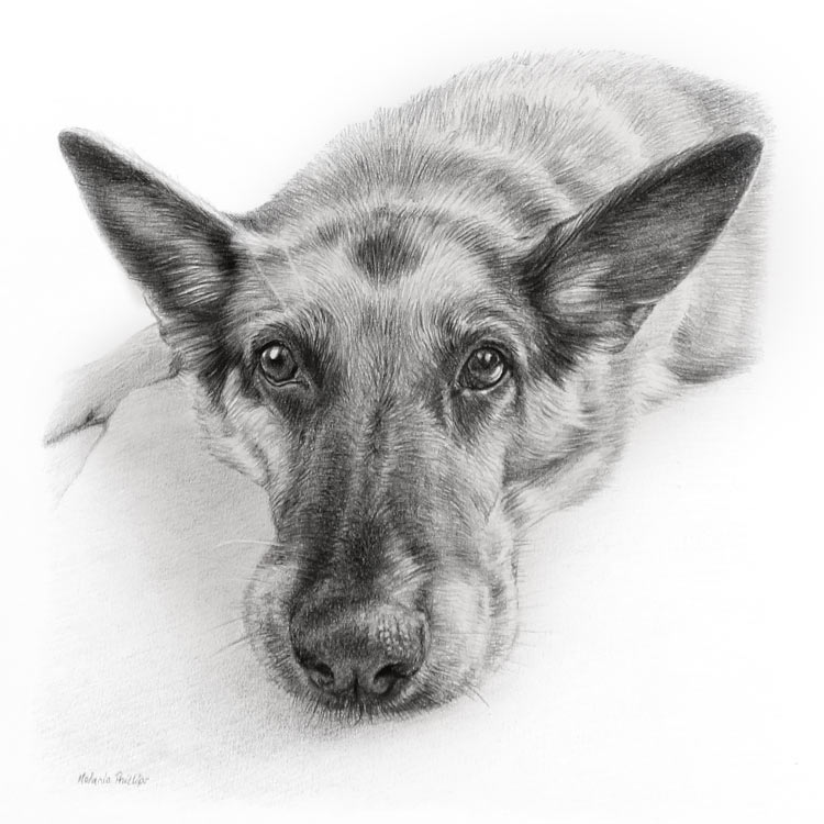 Pencil Pet Portraits