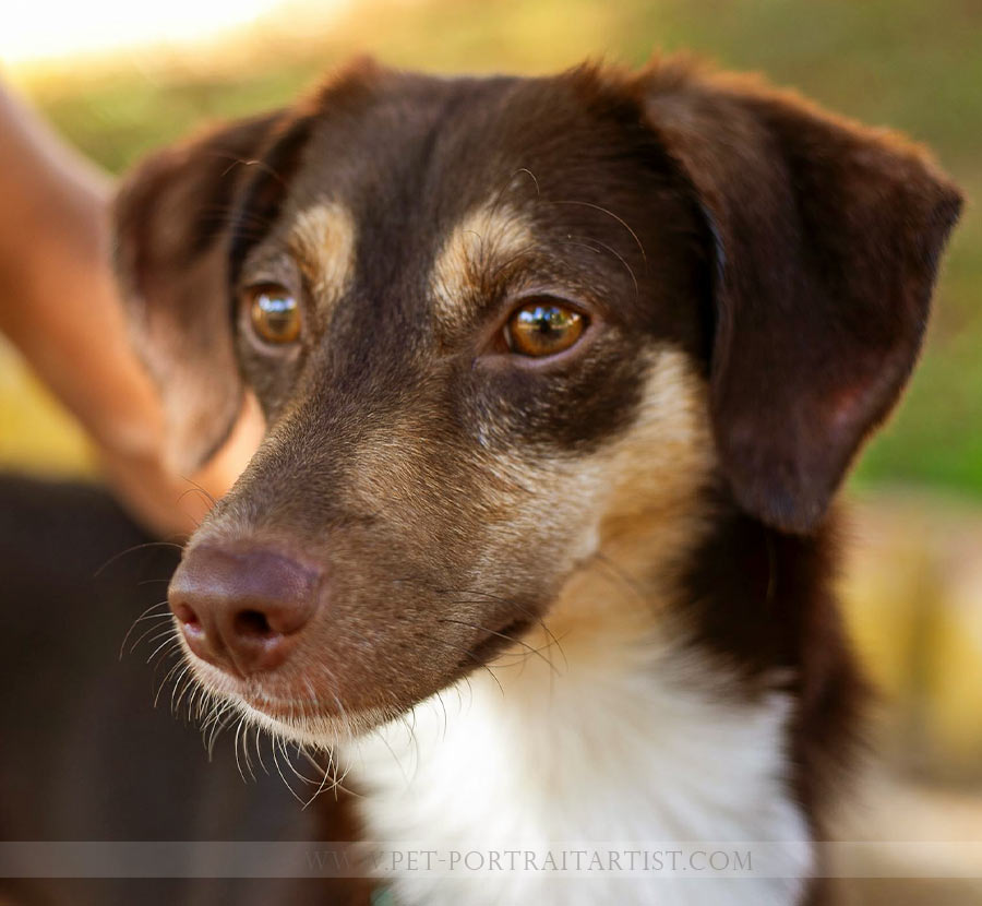 Good full body photo for a pet portrait