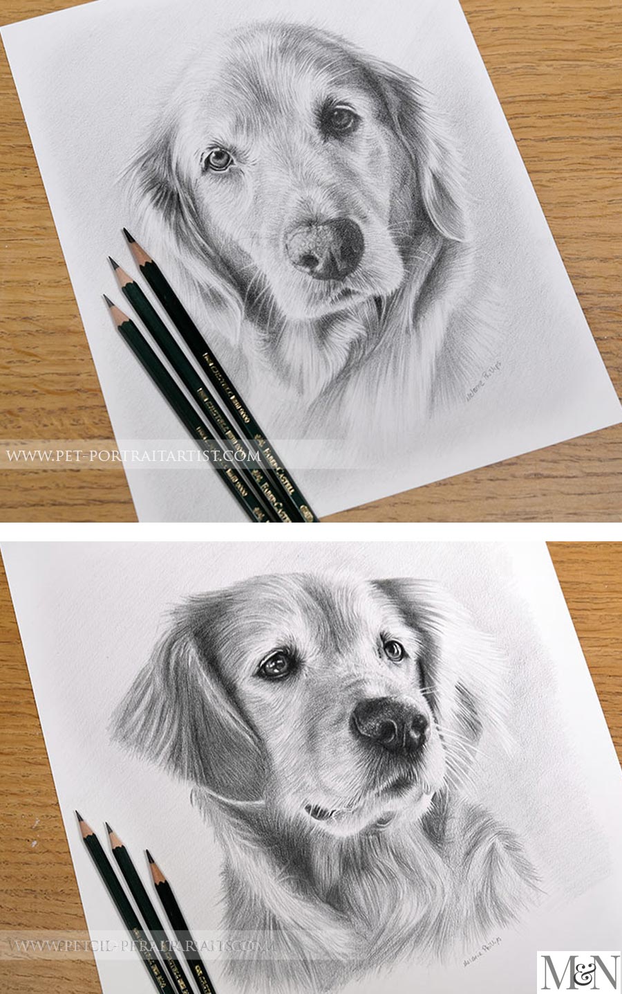 Two pencil drawings of Sam the Golden Retriever