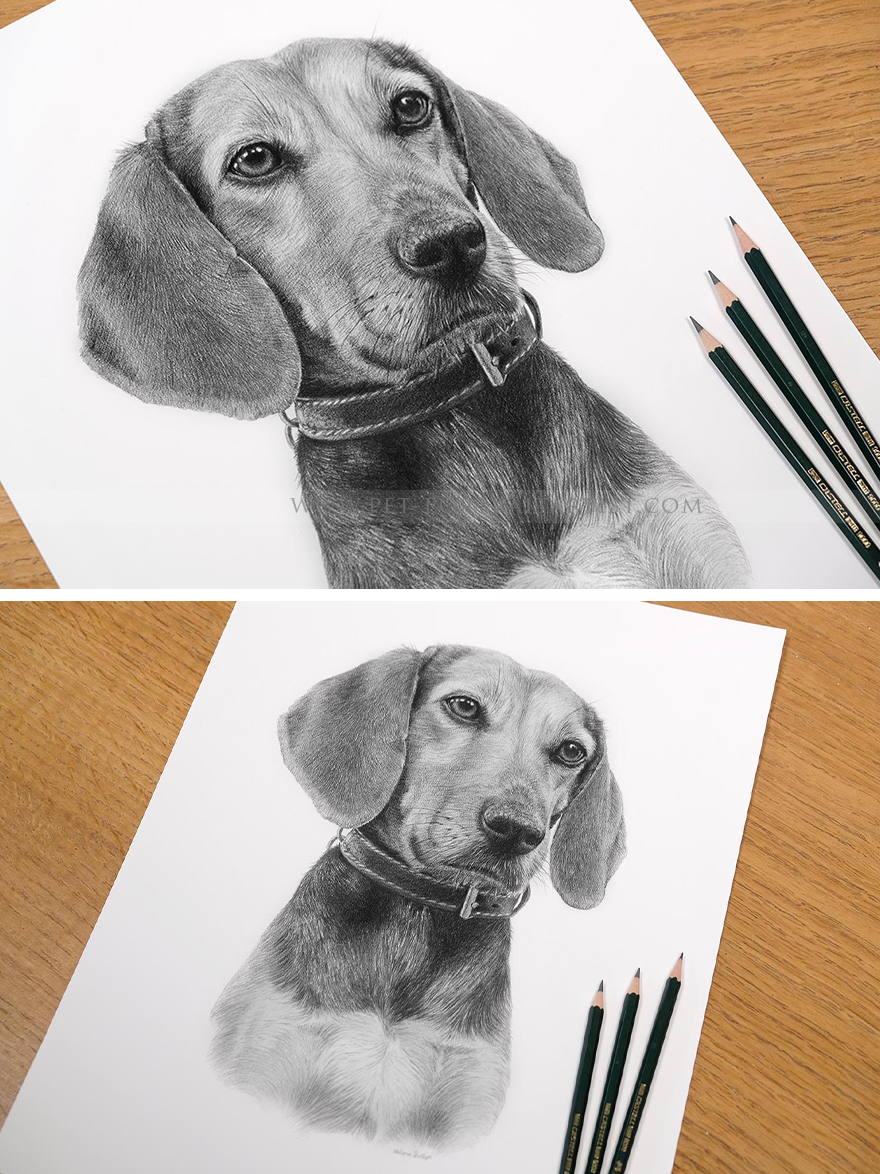 Unique Pet Portrait Commissions - Bring Your Pet to Life in Art